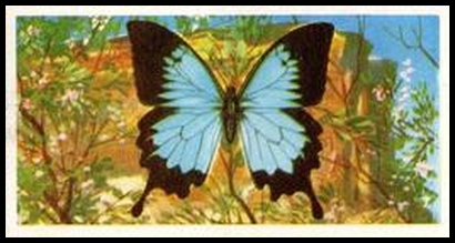 22 Papilio ulysses